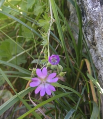 Geranium pyrenaicum