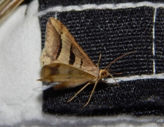 Chiasmia subcurvaria