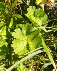 Geranium pyrenaicum