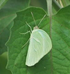 Catopsilia florella
