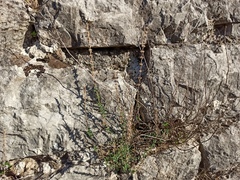 Angiospermae