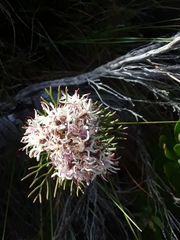 Serruria ascendens