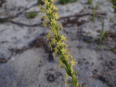 Microdon dubius