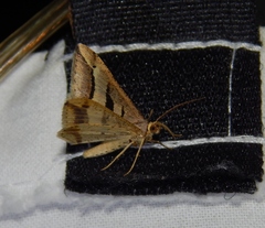 Chiasmia subcurvaria