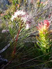 Serruria ascendens