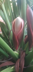 Thaumatophyllum bipinnatifidum