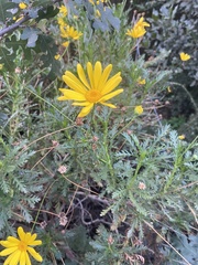 Euryops