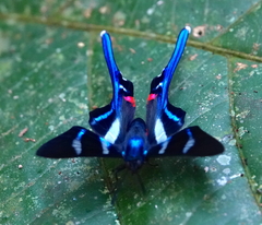 Rhetus arcius
