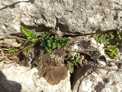 Oeosporangium persica