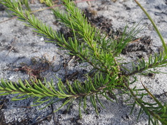 Microdon dubius