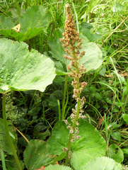 Gunnera perpensa