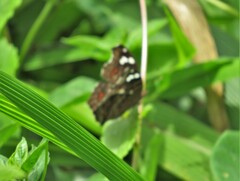 Junonia natalica natalica