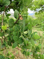 Syzygium cordatum image