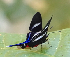 Rhetus arcius