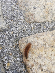 Phragmatobia