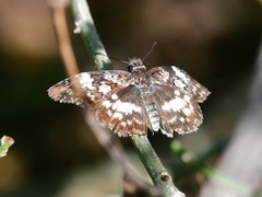 Chiomara georgina