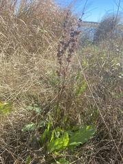 Rumex crispus