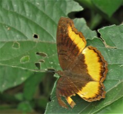 Eurytela dryope angulata