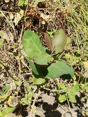 Lonicera