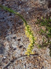 Microdon dubius
