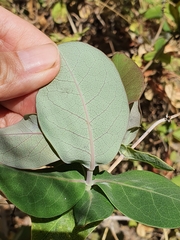Lonicera