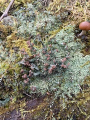 Cladonia peziziformis