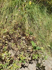 Lonicera