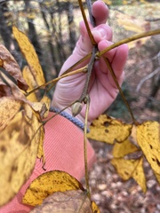 Carya tomentosa