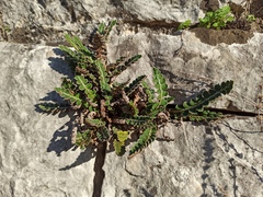 Asplenium ceterach