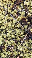 Pseudocrossidium crinitum