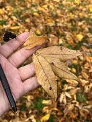 Phylloxera caryaecaulis