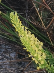 Microdon