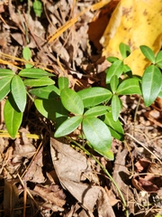 Euonymus americanus