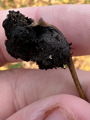 Phylloxera caryaecaulis