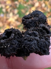 Phylloxera caryaecaulis