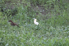 Pilherodius pileatus