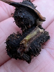 Phylloxera caryaecaulis