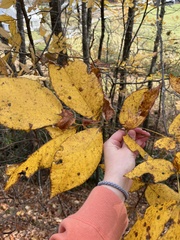 Carya tomentosa