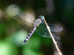 Micrathyria hagenii