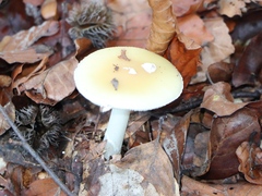 Amanita junquillea