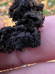 Phylloxera caryaecaulis