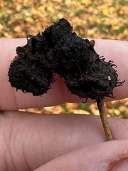 Phylloxera caryaecaulis