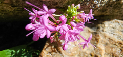 Centranthus ruber