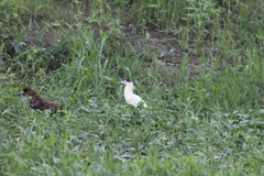 Pilherodius pileatus