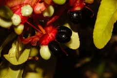 Ochna serrulata
