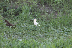Pilherodius pileatus