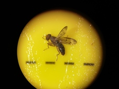 Opomyzidae