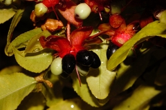Ochna serrulata