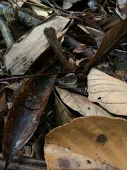 Exocnophila