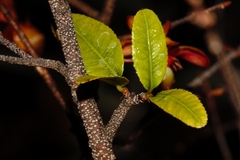 Ochna serrulata